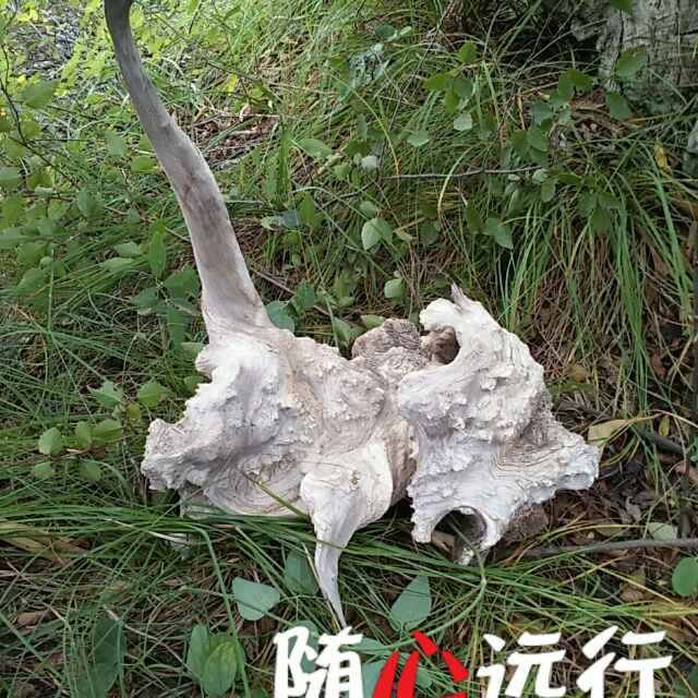 山青水秀