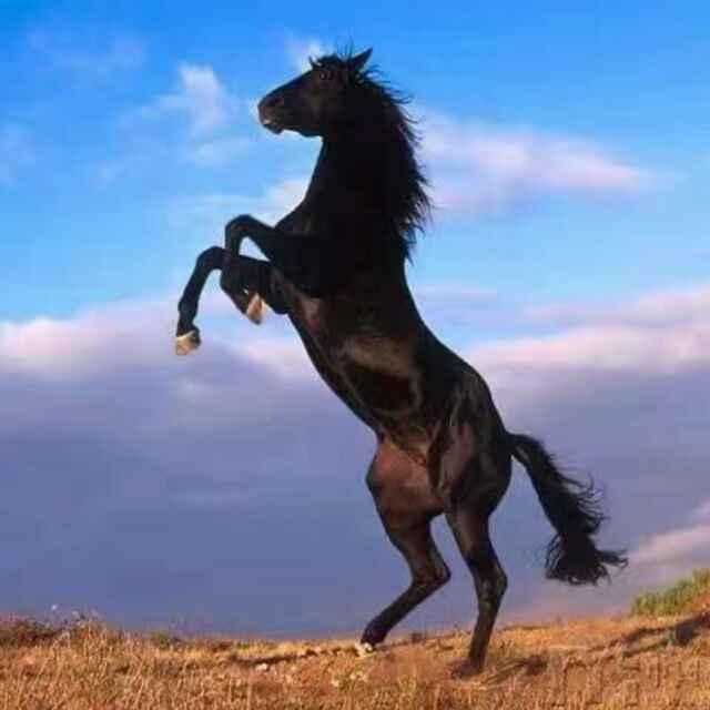 独鹰飞翔_