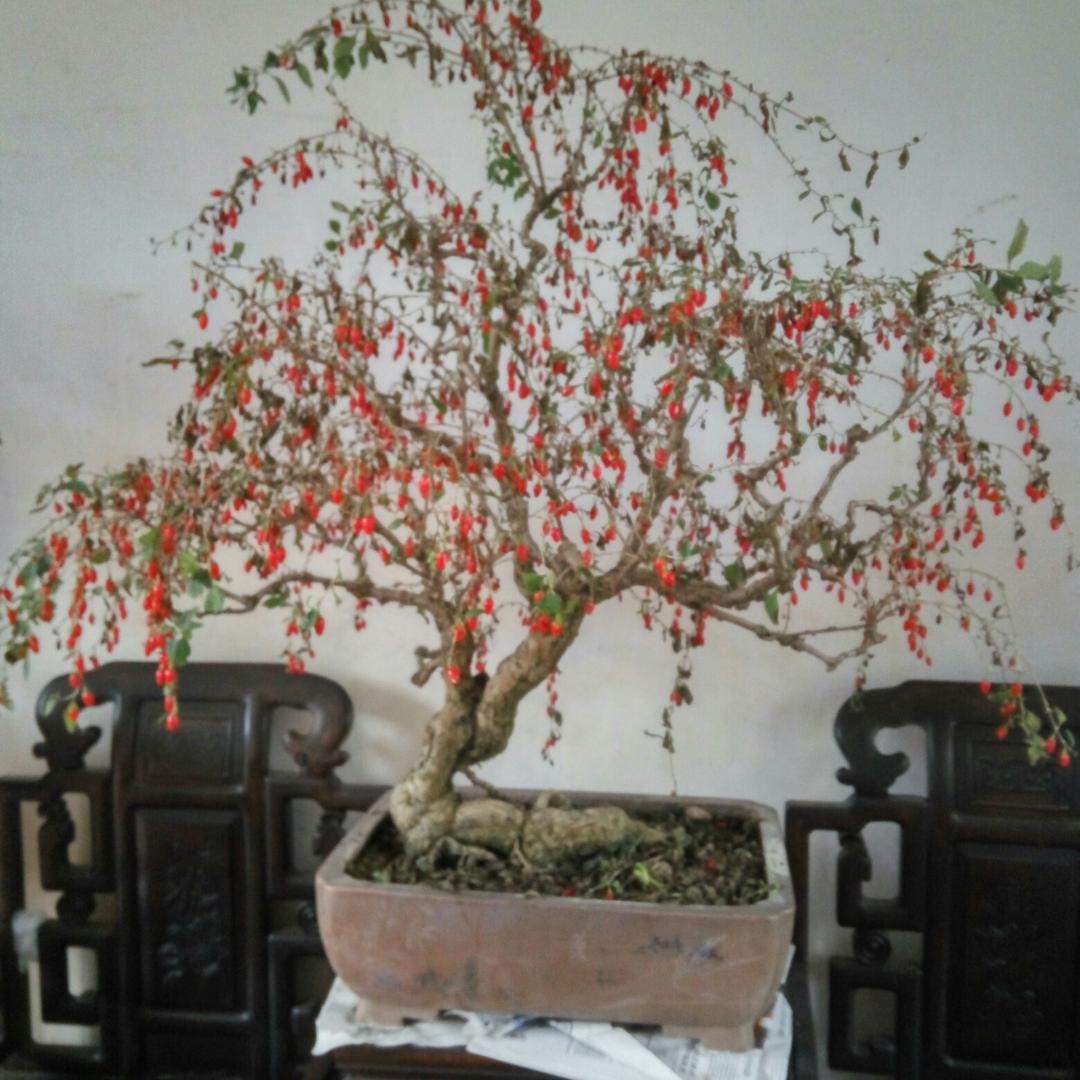 东城小花园