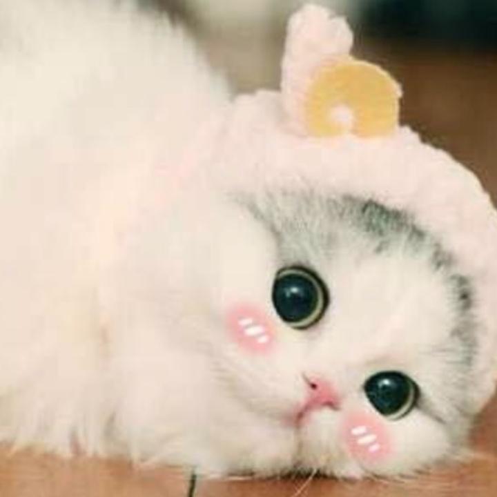 蒹葭
