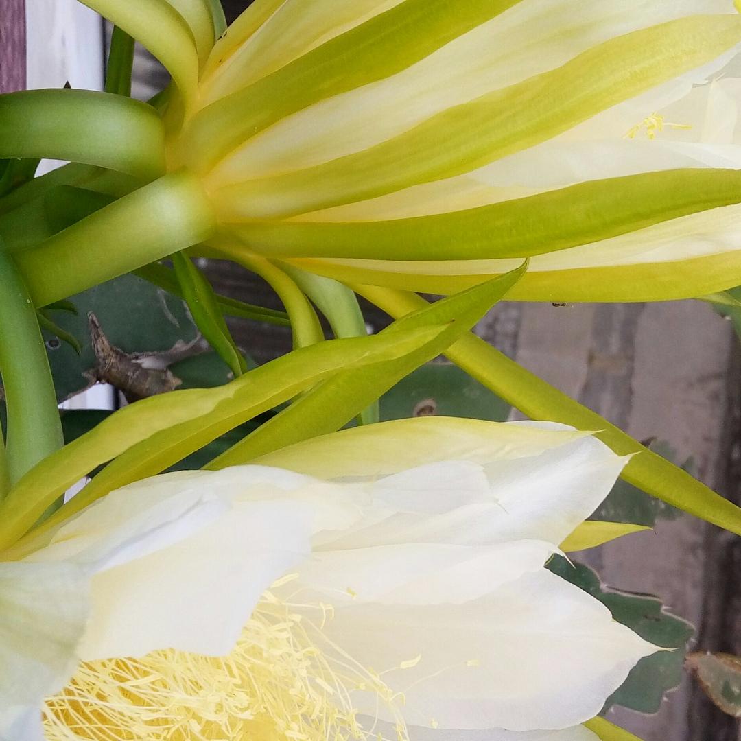 宝茉