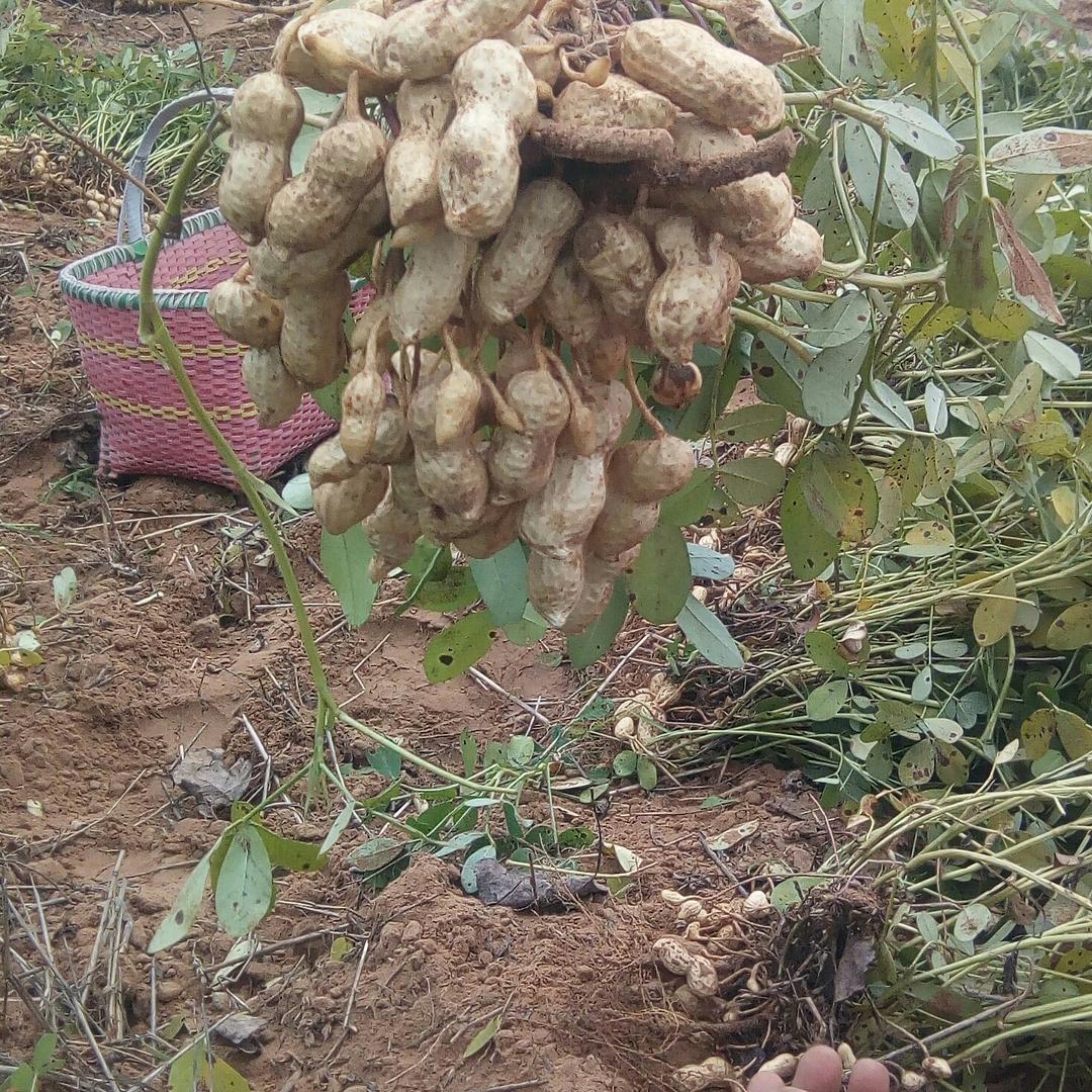 花生宝地