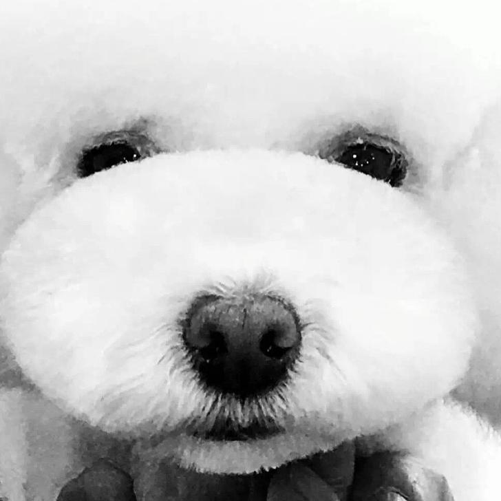 i-Pet