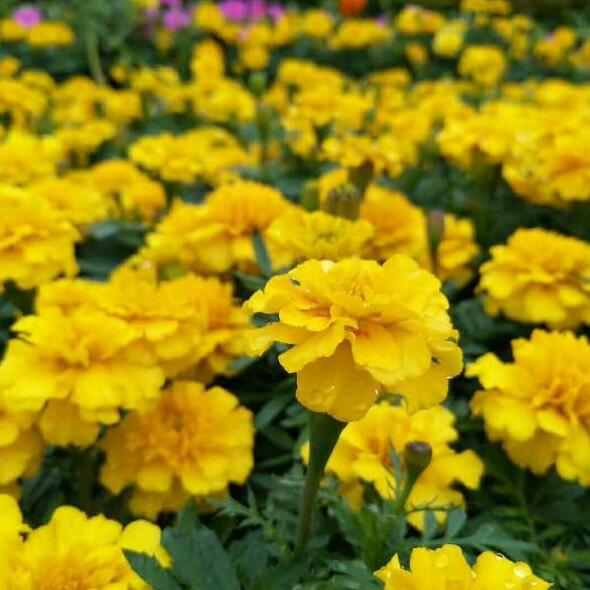 芳姐姐。。。