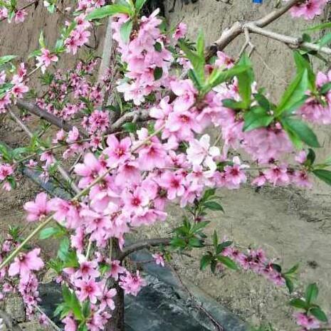 活着容易做着难   拒绝合拍拒绝私聊