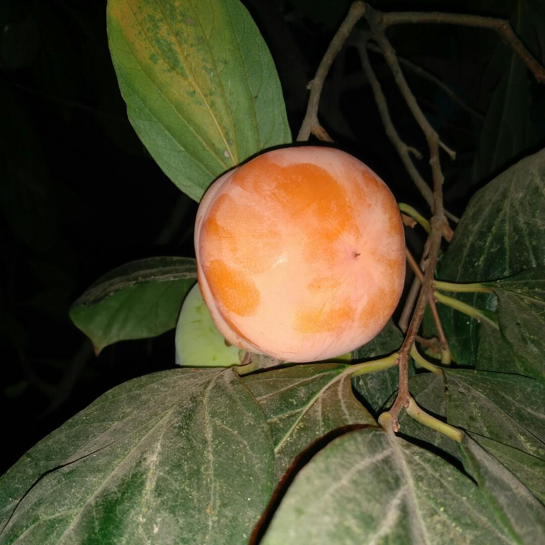 馨馨翔容