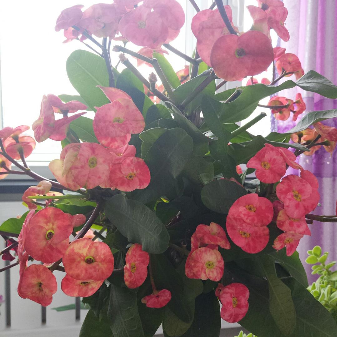 🌹带刺的❤玫瑰🌹