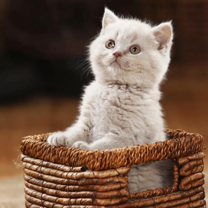 幸福快乐的杠长