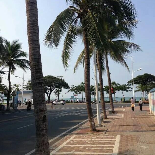 rose玫瑰