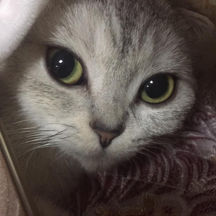 猫哥它妹