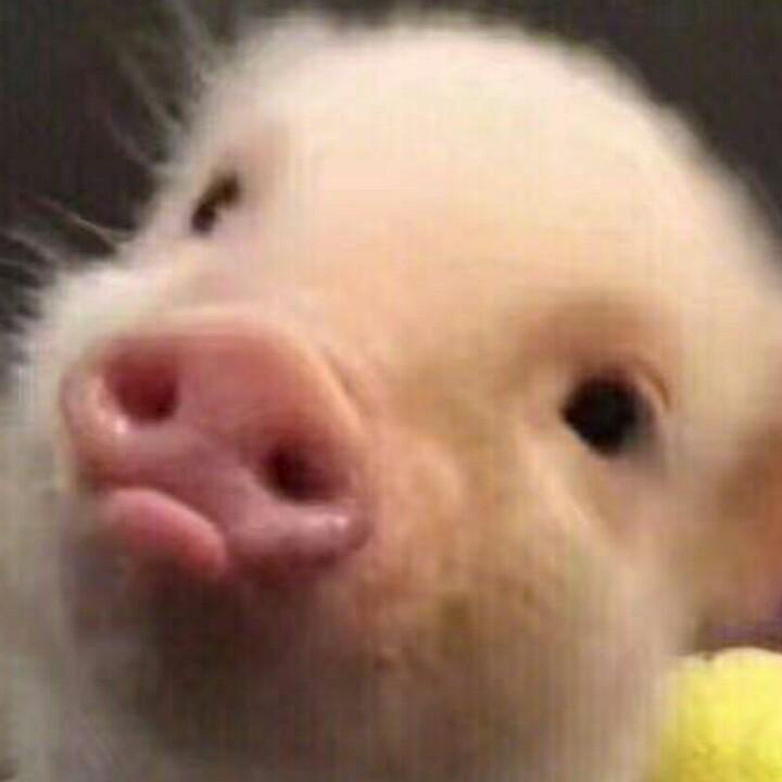 我是一只吵人的鹦鹉