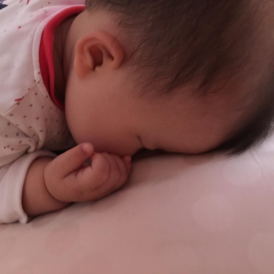 坐着飞机起飞的小狗