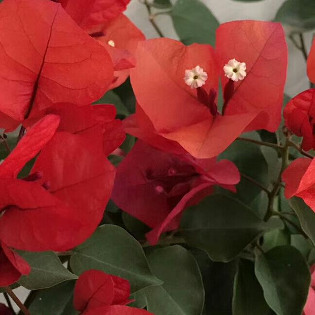 李家的心心宝贝