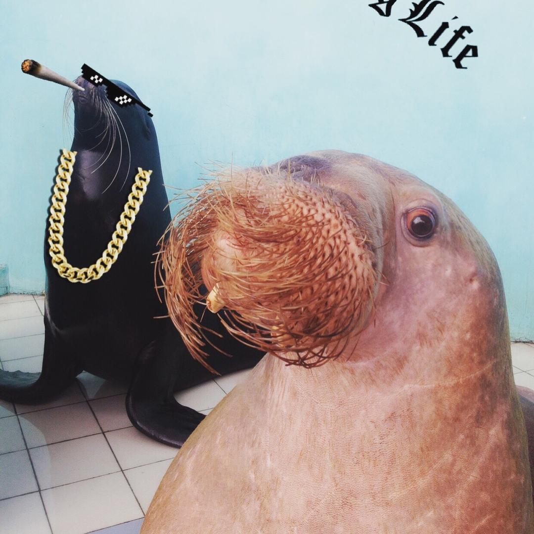 尔滨极地公园🌊海象伊诺