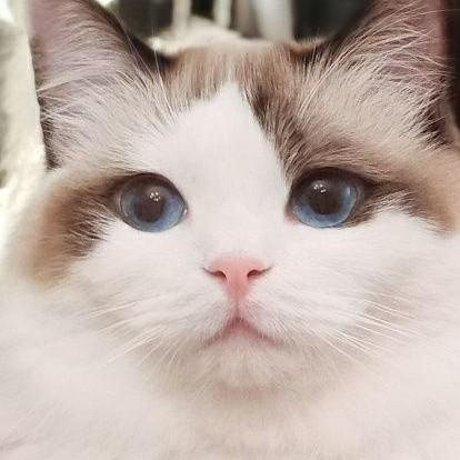 小珮