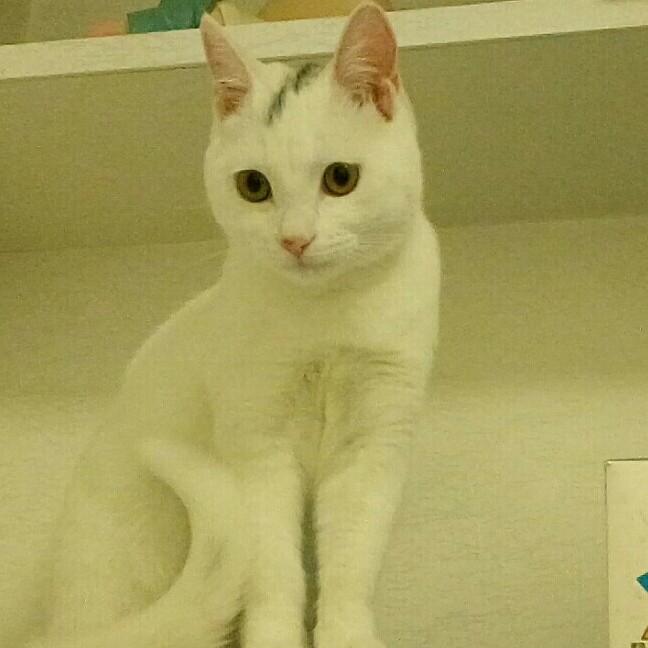 喵喵MM影视剪辑LY