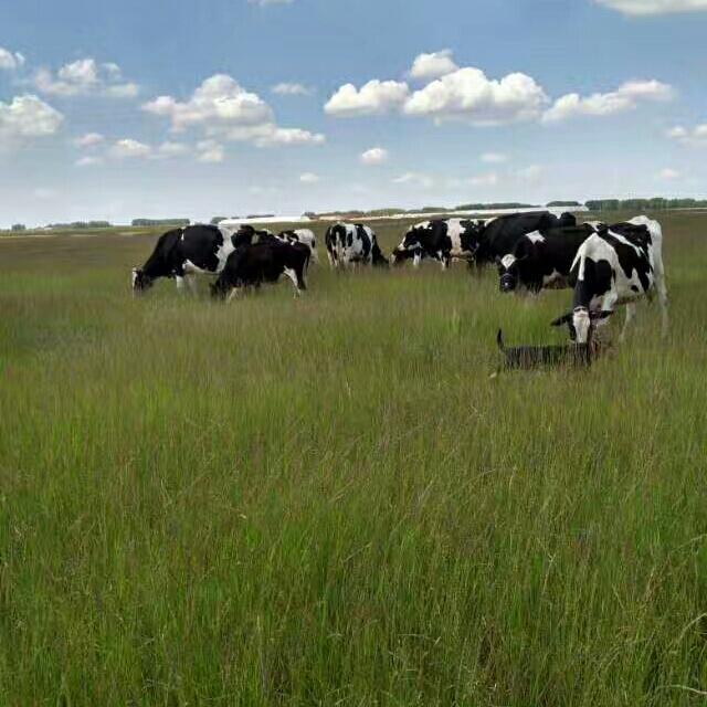 养牛🐮人的生活记录