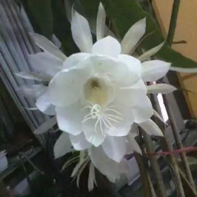 朝花夕拾～