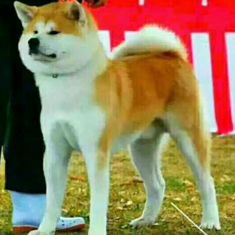 唐山昌旭秋田犬柴犬繁育基地