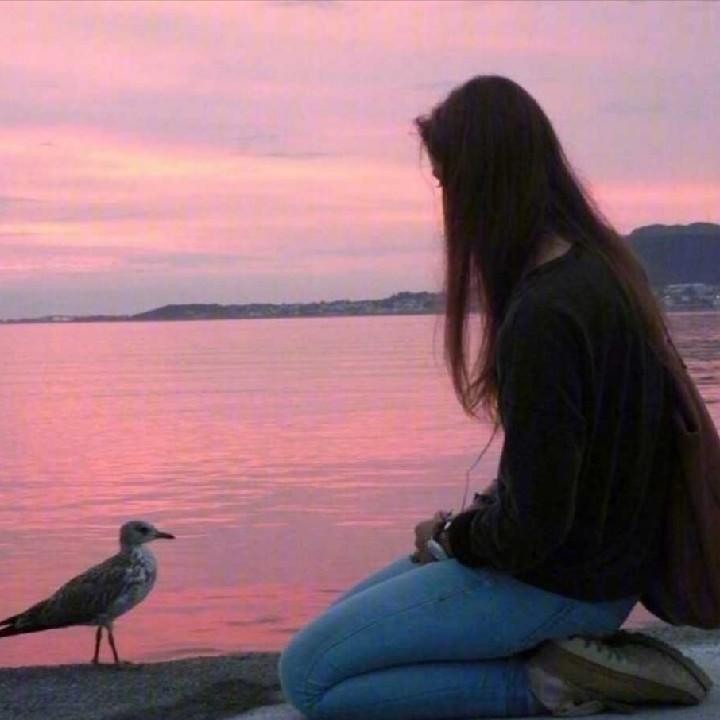 吉娃娃