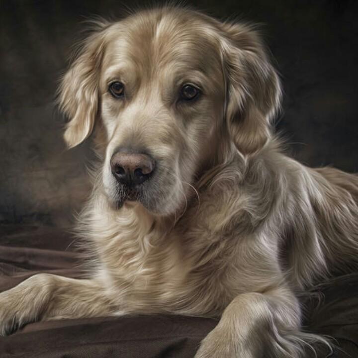阳阳