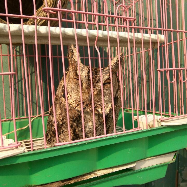 呦呦鹿鸣