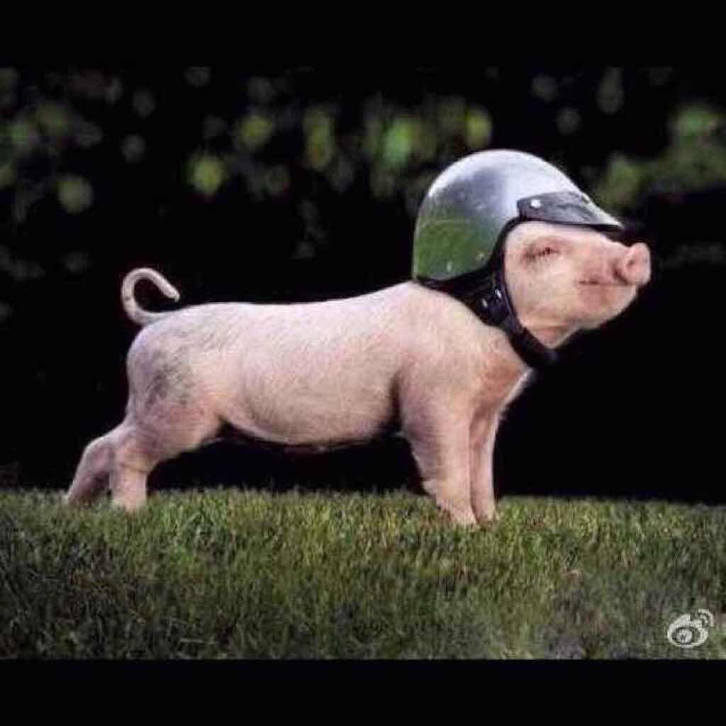 杨三疯👿👿👿👿👿👿