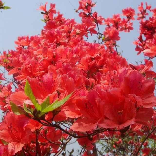 曾府世家漫山红