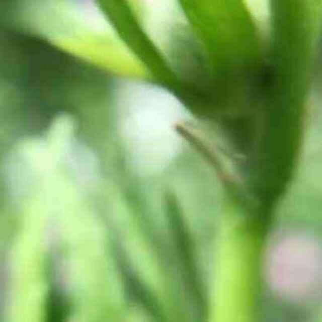 不要忘记；说过的话