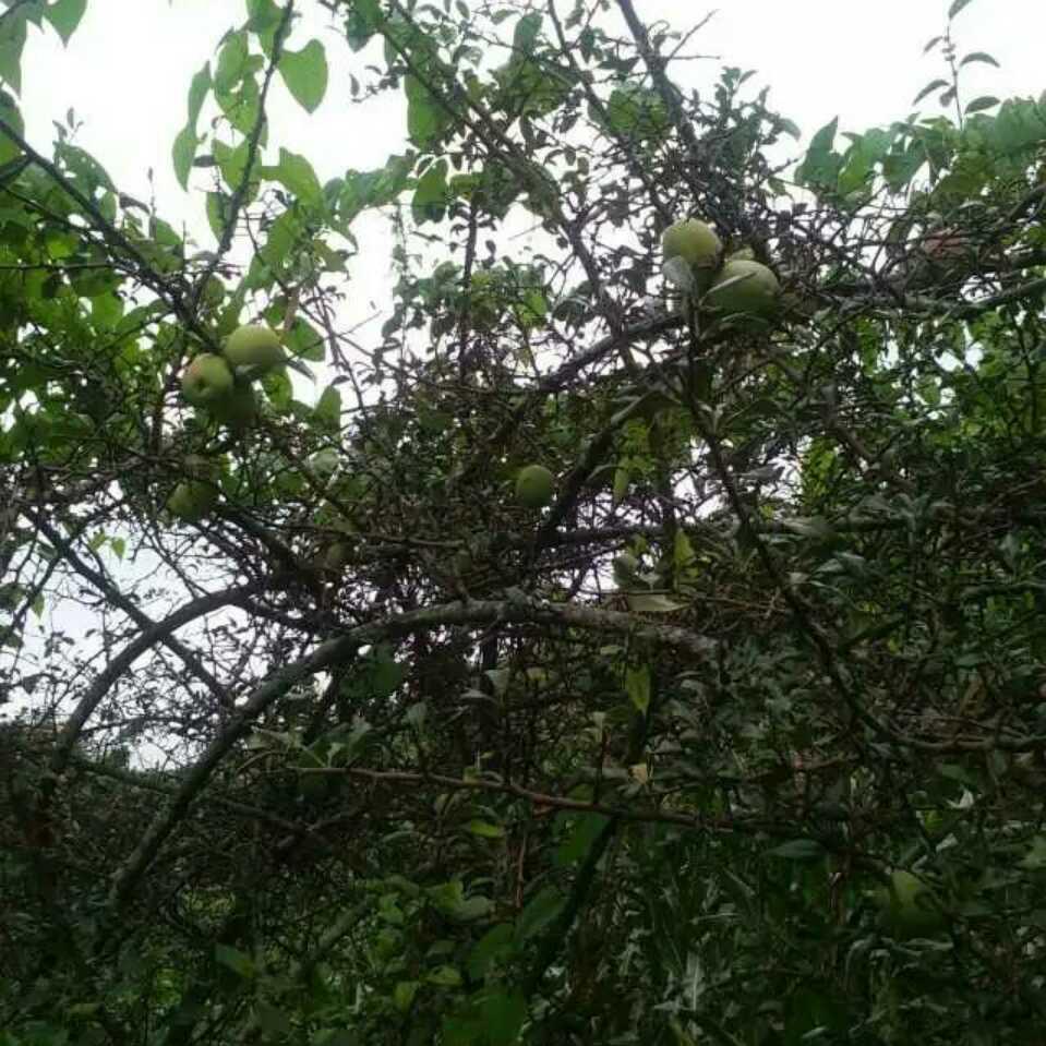 🤗🤗德宏小李🐅🐅