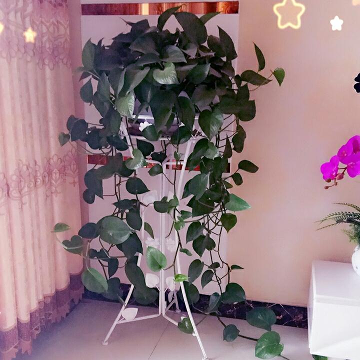 🌸格格玩具🌸