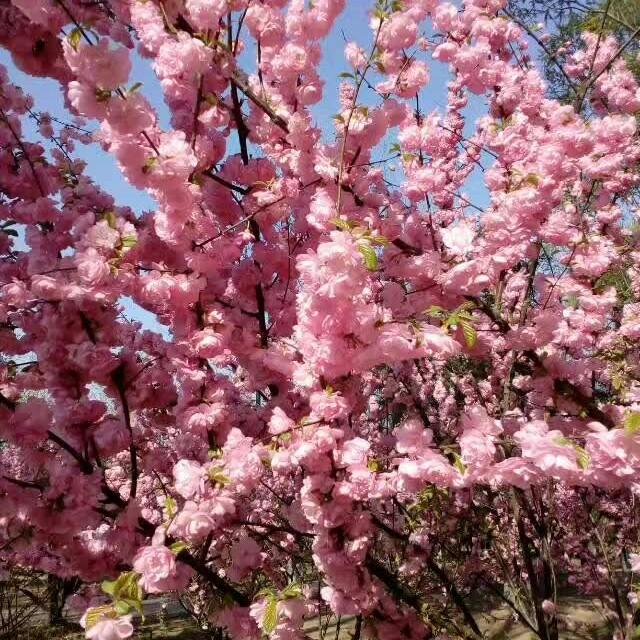 喜霜69年9月🐔73926635