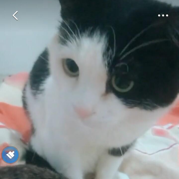 猫咪戴美瞳