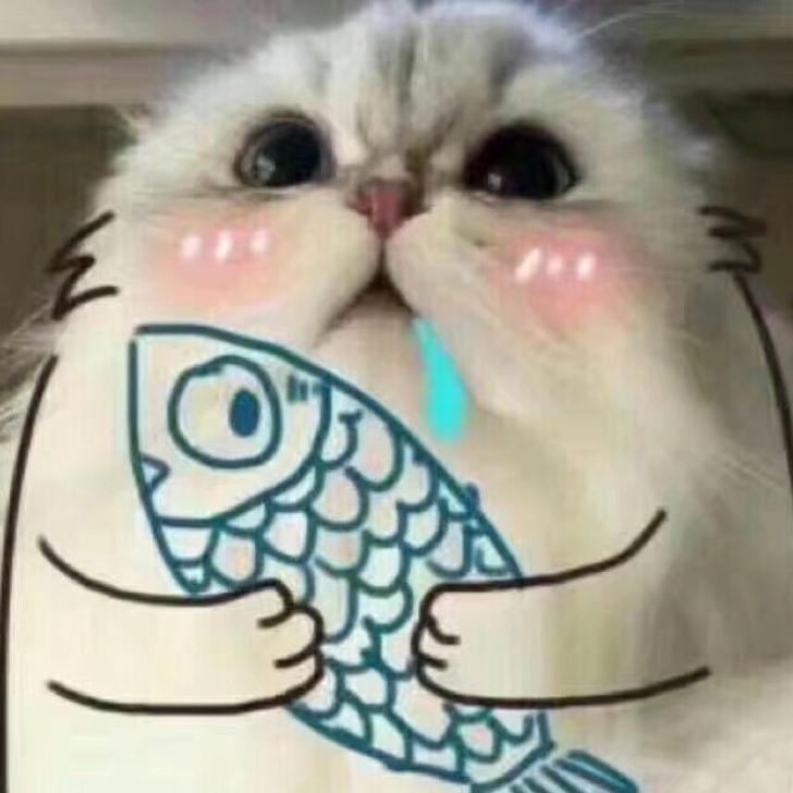 猫叔的世界