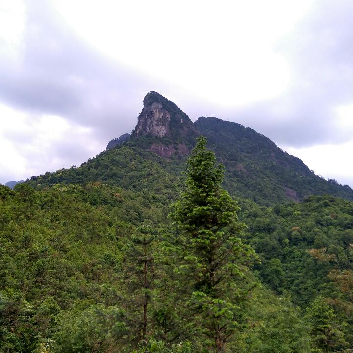 游子