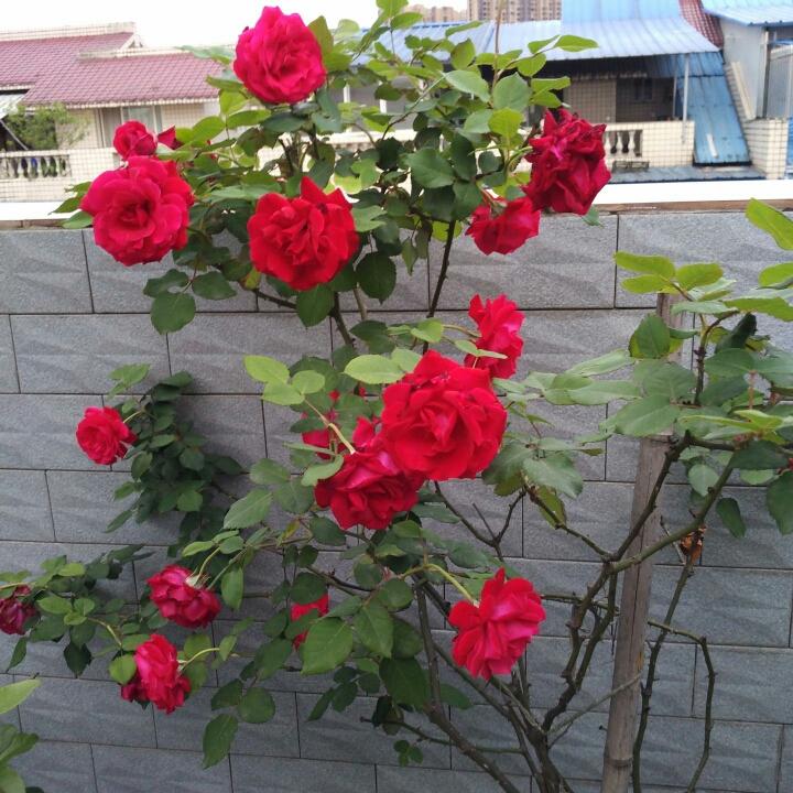 手机用户85126751552