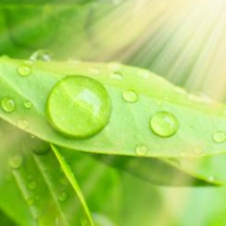 薇薇