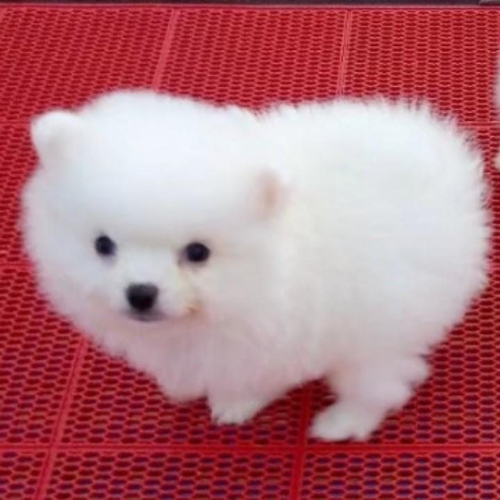 梅子花开
