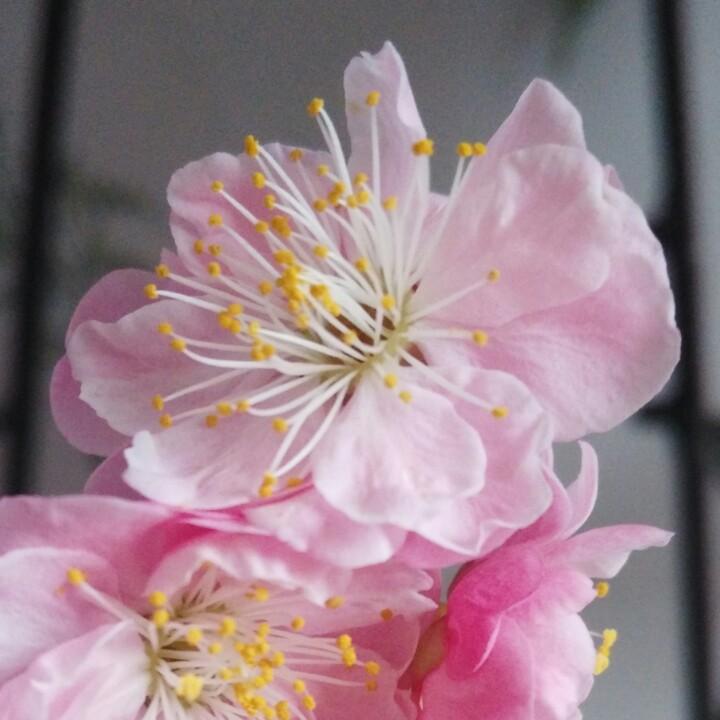 潇潇雨