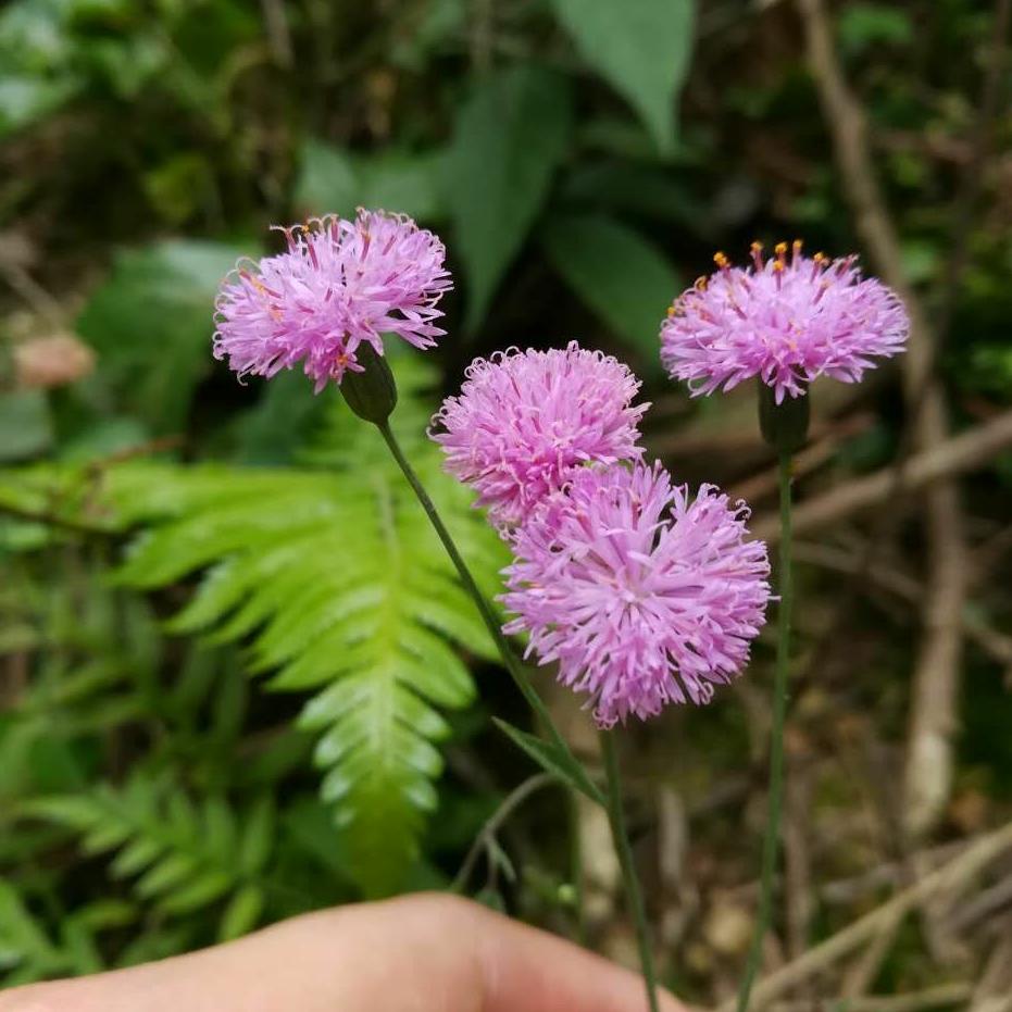 🌸棉棉棉花糖🌸