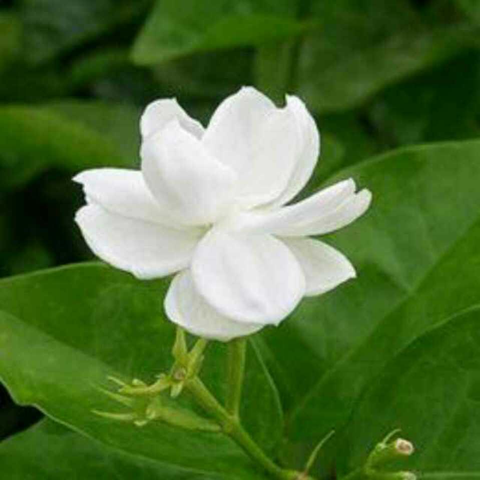 ❤️茉莉花开❤️