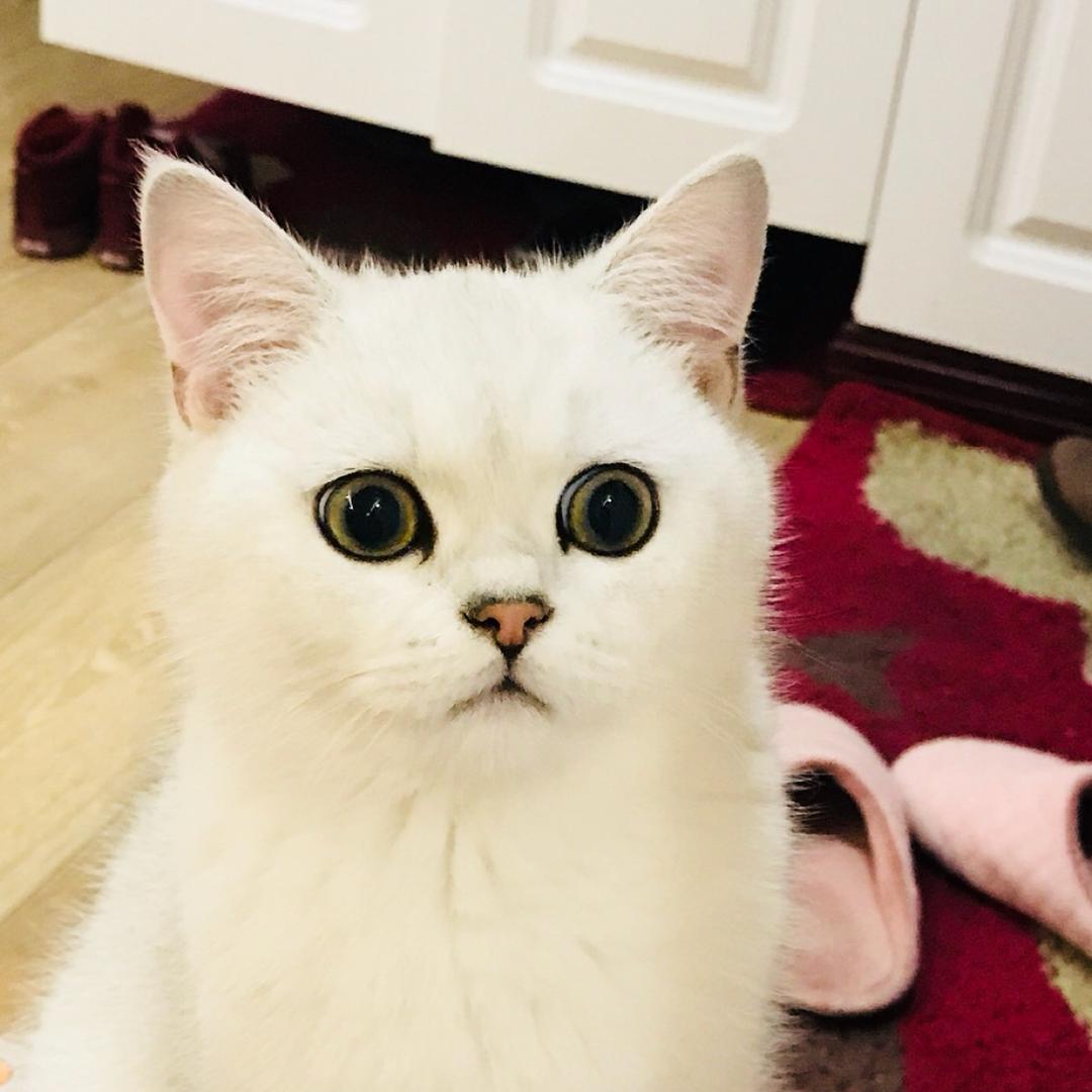 Nemo