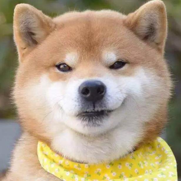 豆柴