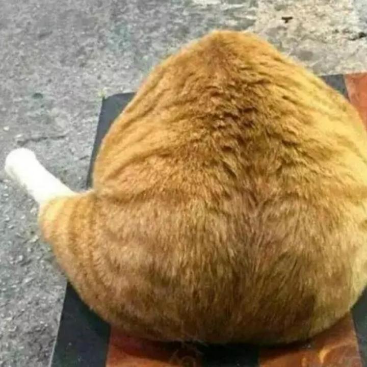 麦芽糖
