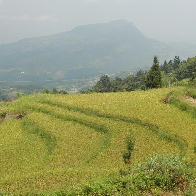 黄家小二哥