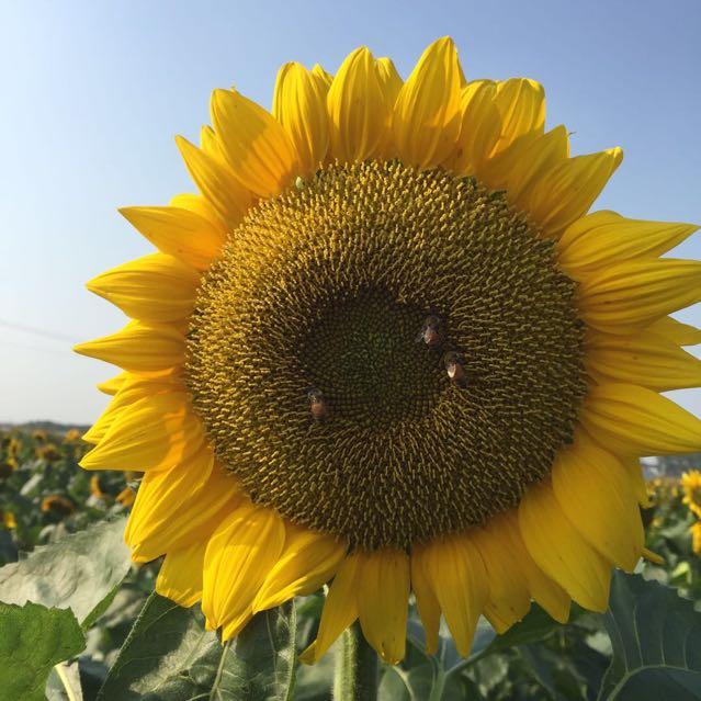 花椒