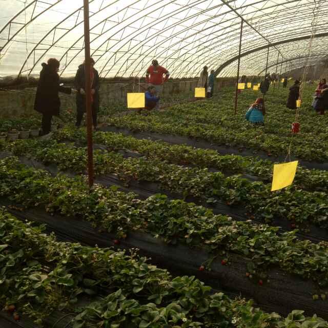 小青农家院采摘园