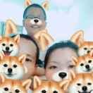 一只特立独行的猪