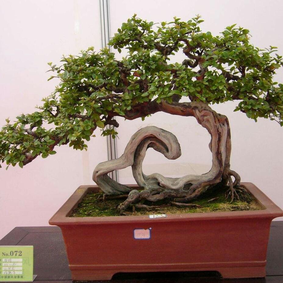 思慕园艺盆景园_