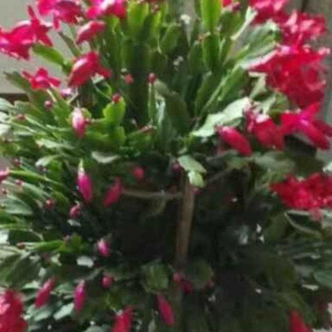 花好月圆:霞
